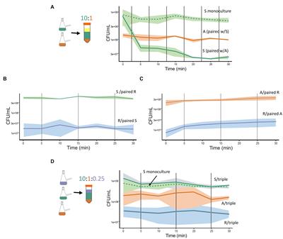 A three-species synthetic community model whose rapid response to antagonism allows the study of higher-order dynamics and emergent properties in minutes